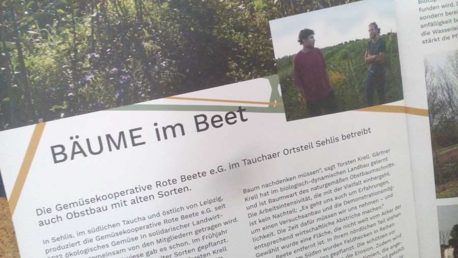 Ausschnitt aus einem Artikel: Bäume im Beet